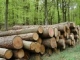 Прокуратурой Красноярского края проверено исполнение законодательства о труде и охране труда в лесозаготовительных организациях